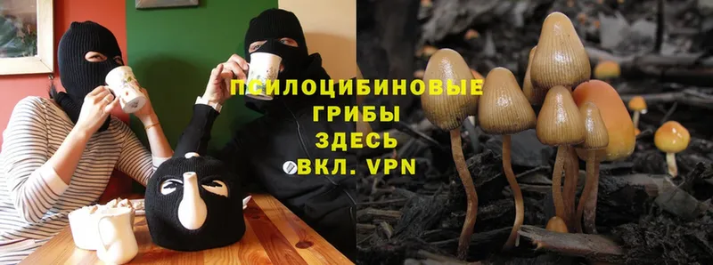 Псилоцибиновые грибы Magic Shrooms  Высоцк 